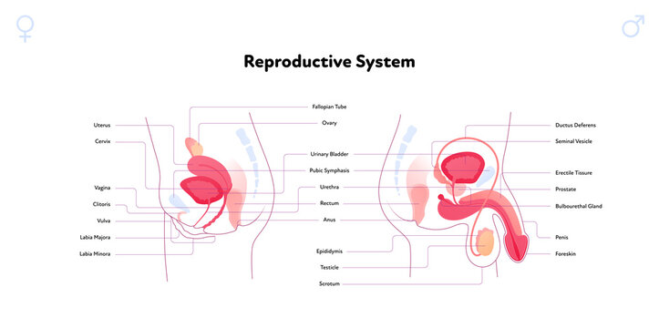 Human reproductive system anatomy inforgaphic chart. Vector flat healthcare illustration. Female uterus and male penis comparison. Side view. Design for biology, health care, gynecology, urology