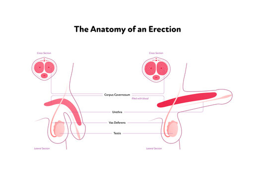 Human reproductive system anatomy inforgaphic chart. Vector flat healthcare illustration. Male erected penis with text. Side view. Lateral section. Design for biology, health care, urology