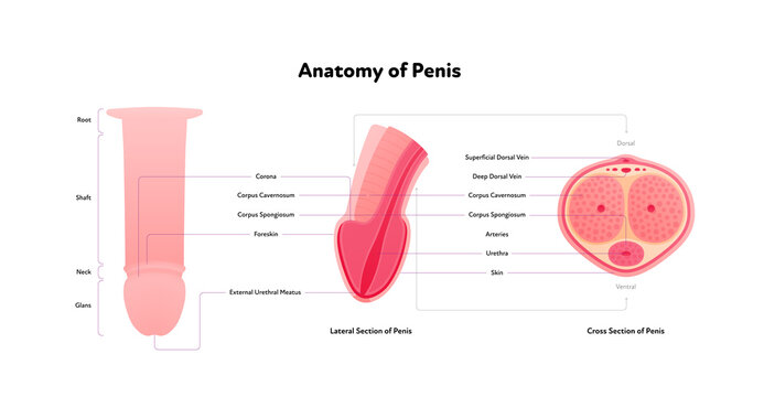 Human Reproductive System Inforgaphic Chart. Vector Flat Healthcare Illustration. Male Penis Anatomy With Text. Cross And Lateral Section. Side View. Design For Biology, Health Care, Urology