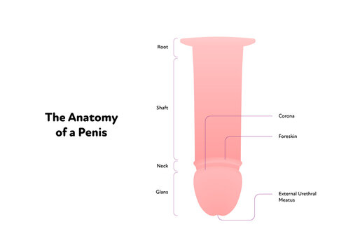 Human reproductive system anatomy inforgaphic chart. Vector flat healthcare illustration. Male penis scheme with text. Design for biology, health care, urology