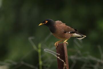 Indian mynah