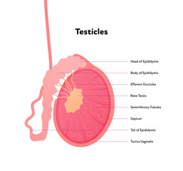 Human reproductive system anatomy inforgaphic chart. Vector flat healthcare illustration. Male testicles with text diagram. Side view. Design for biology, health care, urology © tasty_cat