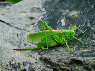 Big green grasshopper on a gray stone. High resolution macro.