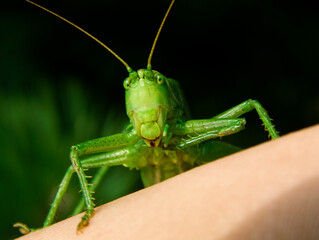 A large green grasshopper with a paw at the mouth.. High resolution macro.