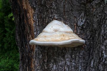 Single hub fungus in the background of a tree trunk