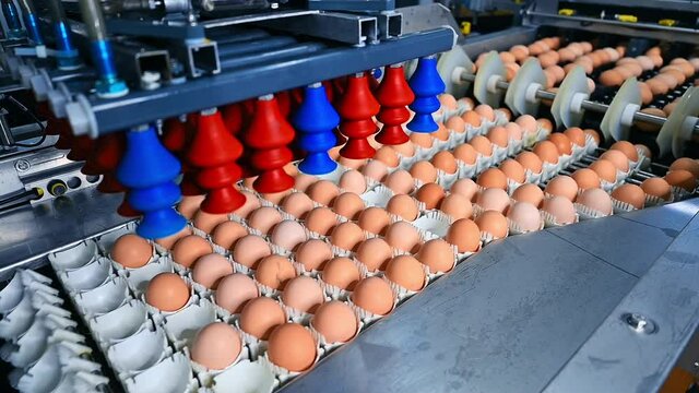 Egg packing plant. Transportation and industrial plant selection for eggs. Fresh chicken eggs on the size sorter machine