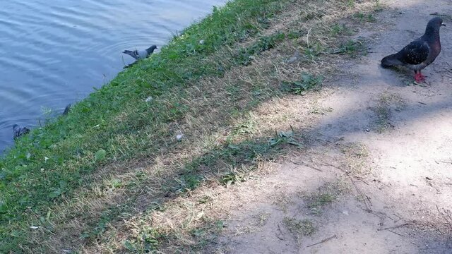 Pigeons walk on the shore of the pond. Birds. Ducks.