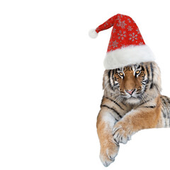 tiger in santa claus cap isolated on white background