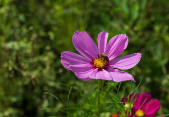 Obraz premium Pink Cosmos flower on a green background