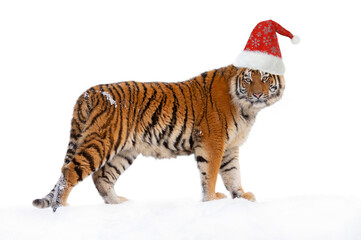 tiger in santa claus cap isolated on white background