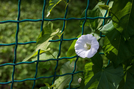 A single bindweed flower on a garden grid background