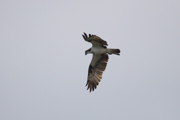 空から獲物を見つけたミサゴ