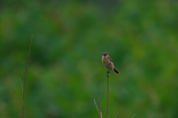 止まっているノビタキのメス