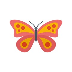 Exotic butterfly icon flat isolated vector