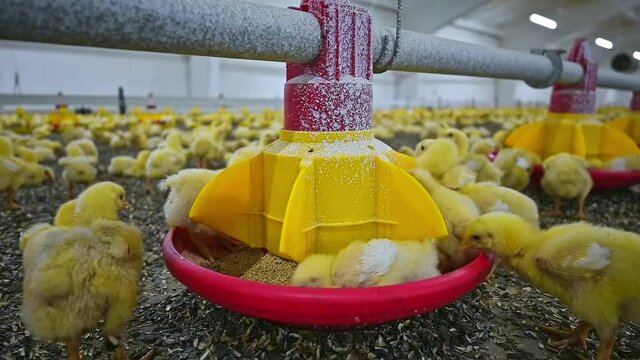 View of baby chicken eating grain at the big poultry farm. Indoors chicken farm, chicken feeding concept