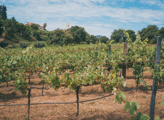 Fototapeta na wymiar Vineyards in European Winery