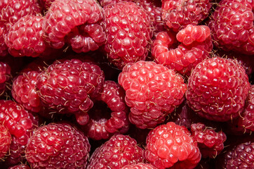 Raspberries background. Fresh red berries of ripe raspberries