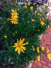 Yellow daisies in a bush along a pathway