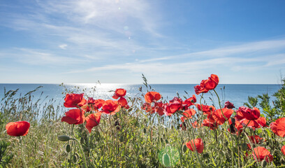 mohn am meer