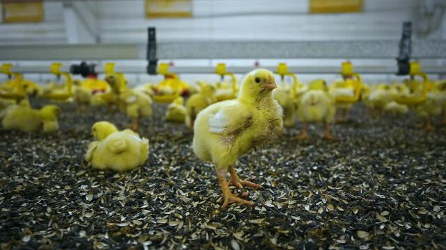 Yellow newborn chicken broilers at the poultry farm. Indoors chicken farm with little chicks eating and lying on seeds
