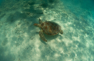 Obraz premium Sea turtle quietly swimming near the bottom.