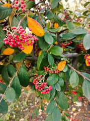 Hawthorn bush with green and yellow leaves