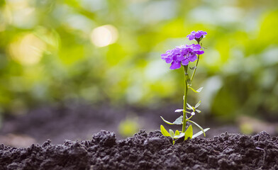 little purple flower in the sunset rays. concept of development and success