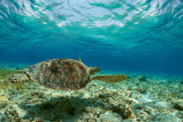 Sea turtle quietly swimming near the bottom.