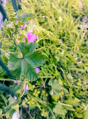 Green shrub with purple flowers