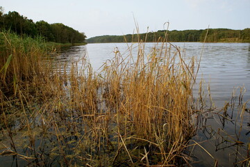 Dried cane over the lake with shores covered by a forest 