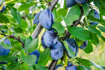 Fruits of ripe plum on tree in orchard