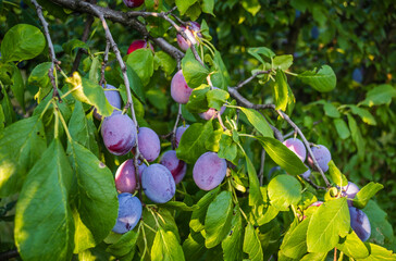 A group of blue ripe large plums on a branch in a plum orchard.