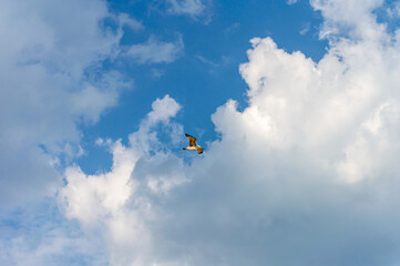 Seagull flying in the sky
