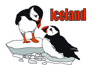 Maskonury, ptaki , iceland, islandia, wyspy, pingwiny  - obrazy, fototapety, plakaty
