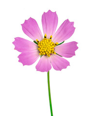 Beautiful bright pink daisy flower isolated on the white background