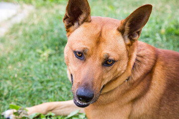 Portrait of a Dingo dog (Latin: Canis lupus dingo) in brown color with beautiful erect ears and a sharp look against the background of residential buildings. Animals dogs pets breeding.