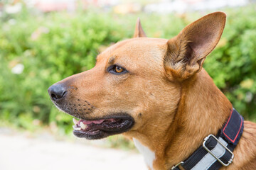Portrait of a Dingo dog (Latin: Canis lupus dingo) in brown color with beautiful erect ears and a...