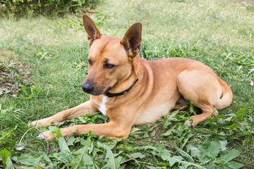 A Dingo dog (Latin: Canis lupus dingo) of brown color with a collar lying on the green grass on a clear sunny day. Animals dogs pets breeding.