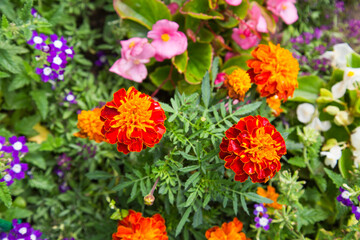 Marigolds (Latin Tagétes) are bright red and yellow against a background of green grass on a clear sunny day. Nature flowers flora background.