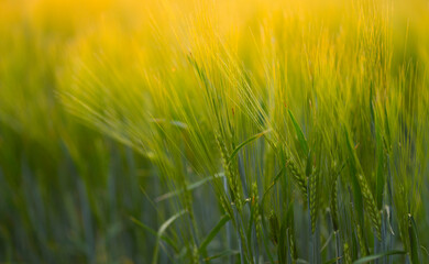 Green ears of wheat in the sunset light. Image with selective focus