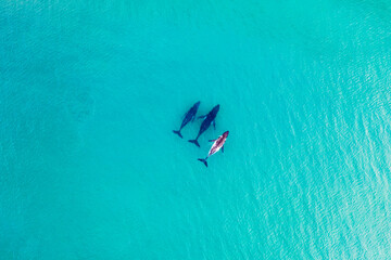 Humpback whales swimming in pristine shallow water - obrazy, fototapety, plakaty