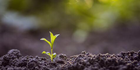 Young plant in the morning light. concept of earth fertility. birth of a plant
