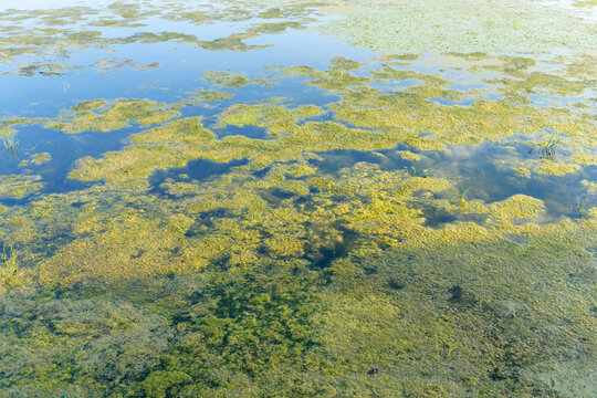 Blooming water. Algae bloom due to pollution. Water pollution protection concept