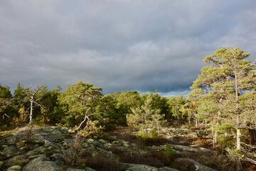 Forest in autumn sun