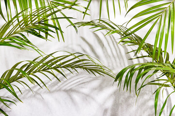 green palm leaf branches on white background. flat lay, top view, grey concrete with shadows