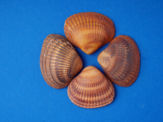 High viewing angle, panoramic view of starfish and a lot of shells, on a blue background