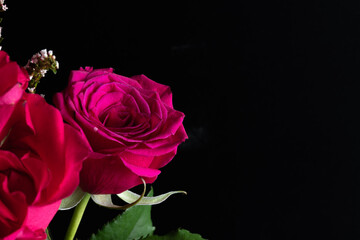 roses on black background