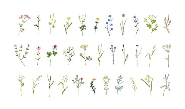 Set of field and meadow wild flowers. Botanical design elements of blooming wildflowers with leaves. Floral clip art sprigs. Decorative herb plants. Colored flat vector illustration isolated on white