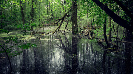 A marshy area with calm water hidden in the woods. Trees and broken branches reflected in the surface of the marsh