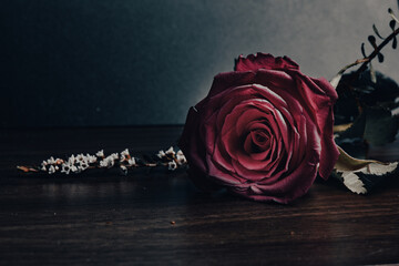 red rose on old paper